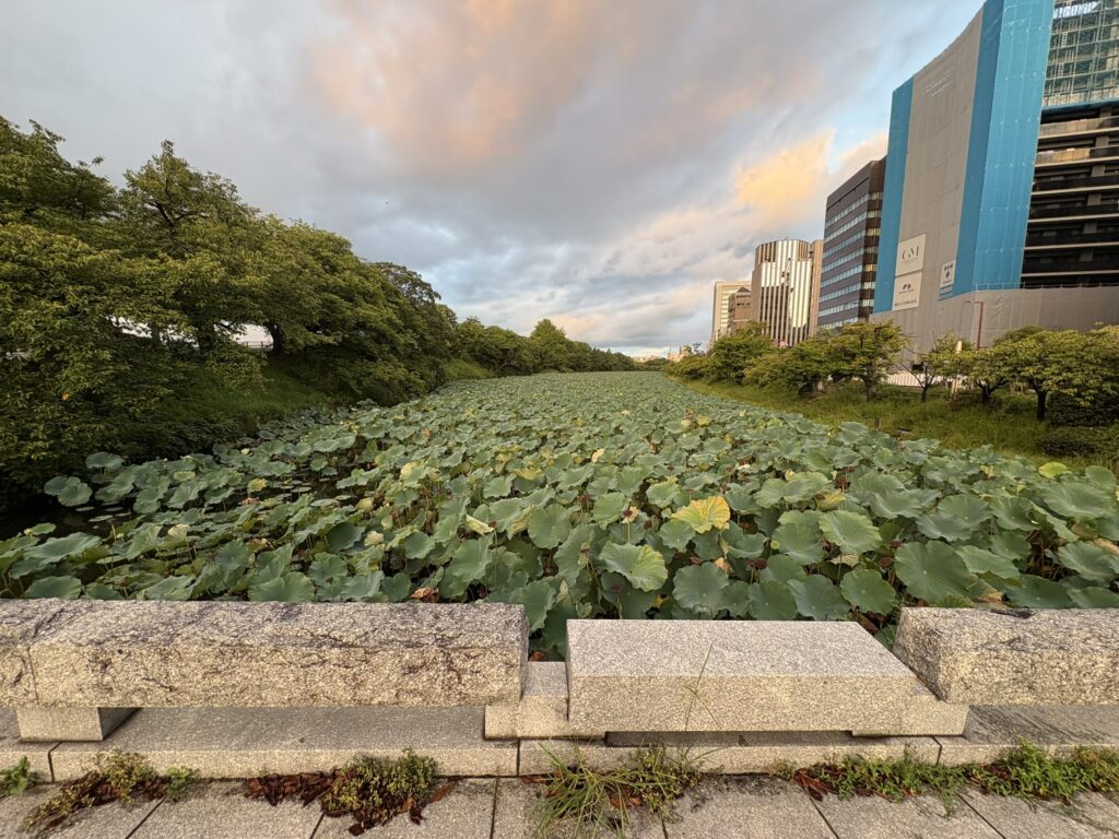 舞鶴公園のハス