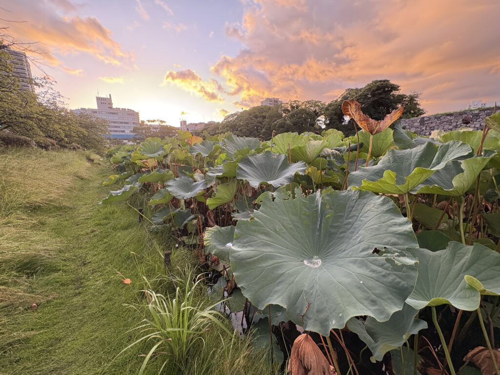 舞鶴公園のハス